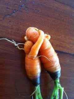 carrot cuddle